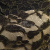 Кружевное полотно XD LACE 1-4, 80 гр/м2, шир.150см, цвет чёрный - купить в Первоуральске. Цена 245.94 руб.