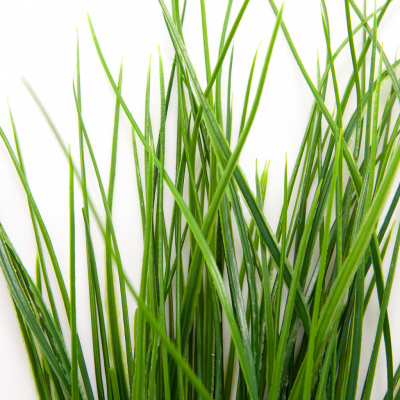 Трава искусственная -4, шт  (осока 50 см/8 см  7 листов)				 - купить в Первоуральске. Цена: 130.73 руб.